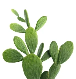 Nopal